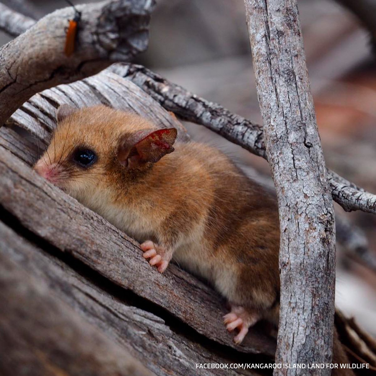 Северная тонкохвостая крыса (phloeomys pallidus)