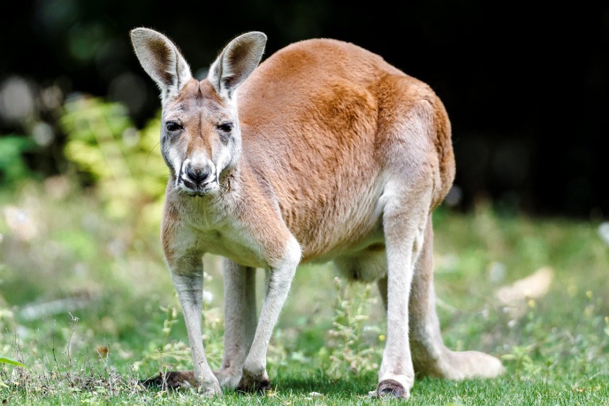 Рыжий кенгуру Австралии