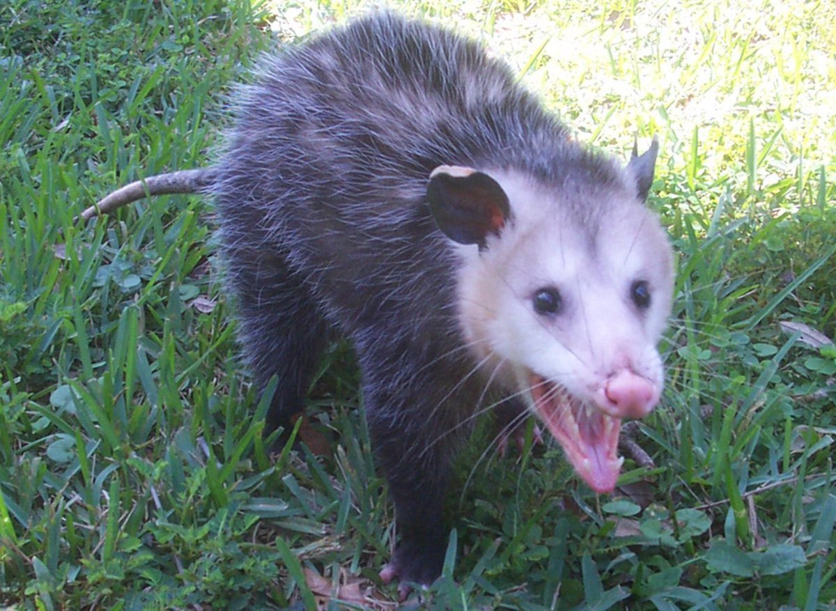 Грызуны разносят семена