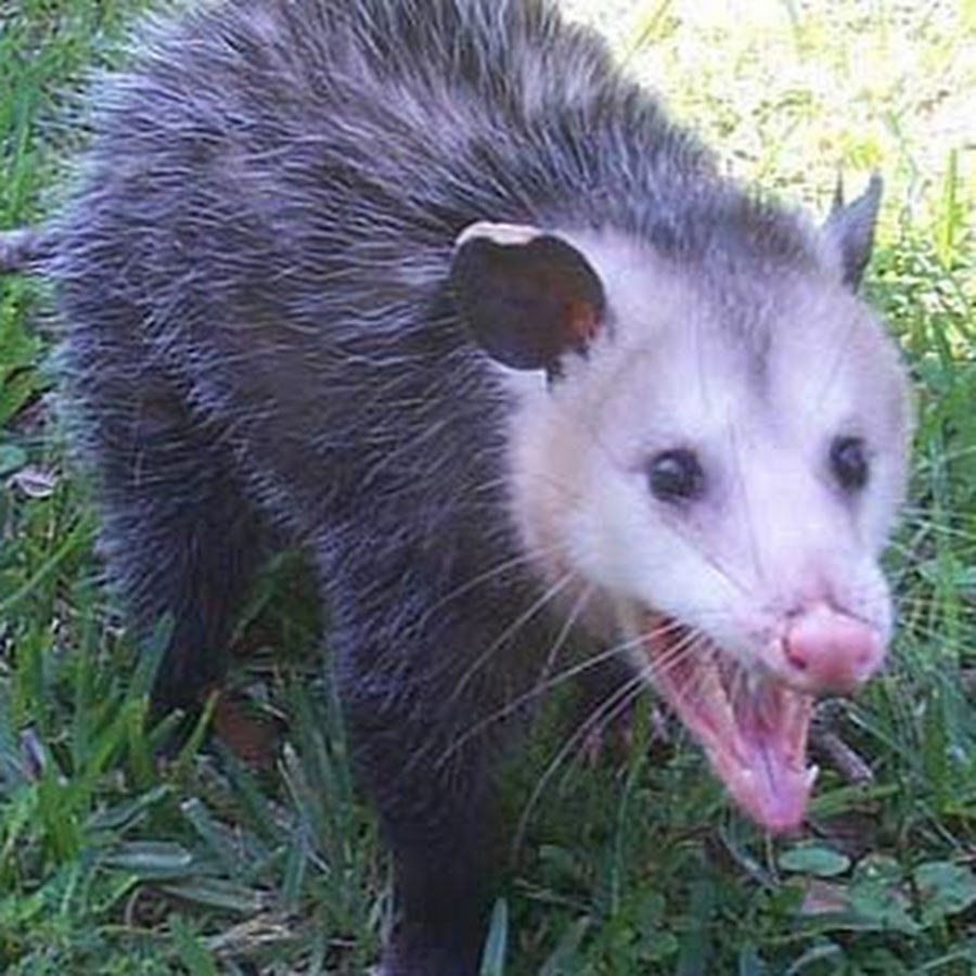 Крысы Эстетика