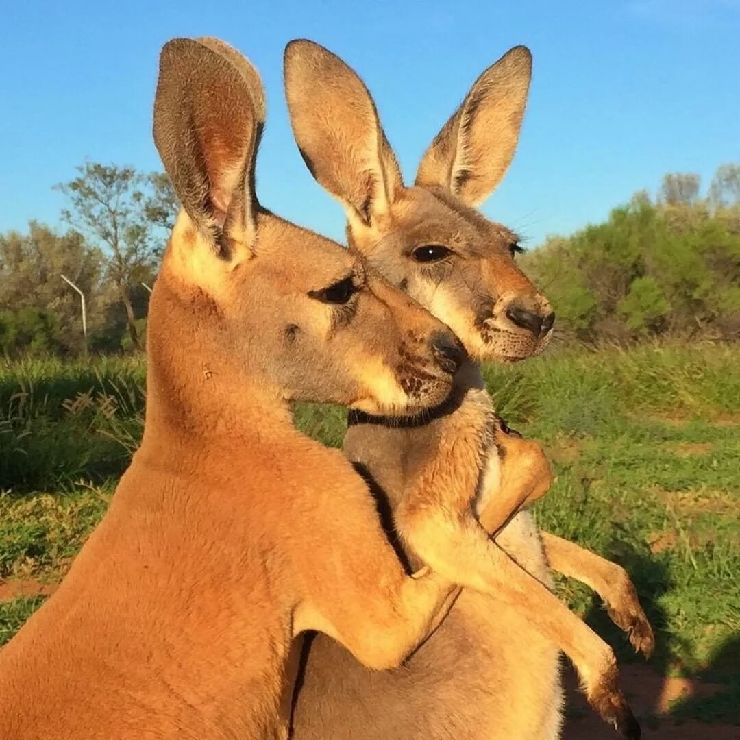 Кенгуру в Австралии