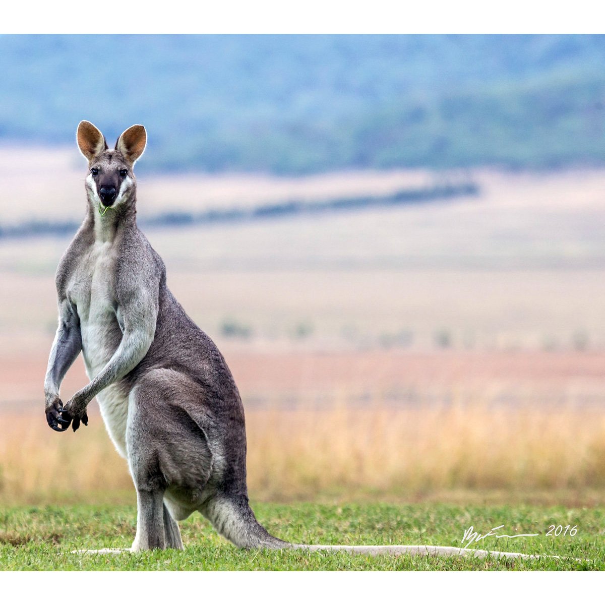 Исполинский кенгуру