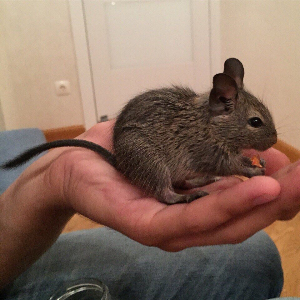 Дегу картинки на рабочий стол