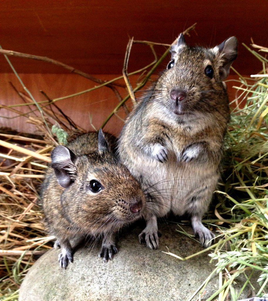 Лаосская Скальная крыса