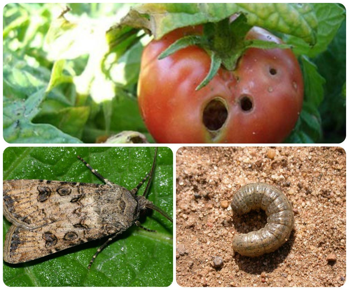 Многоядные вредители