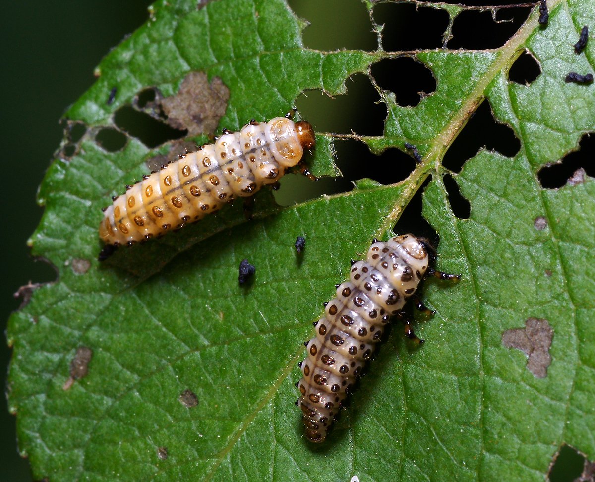 Жук Златка средней полосы