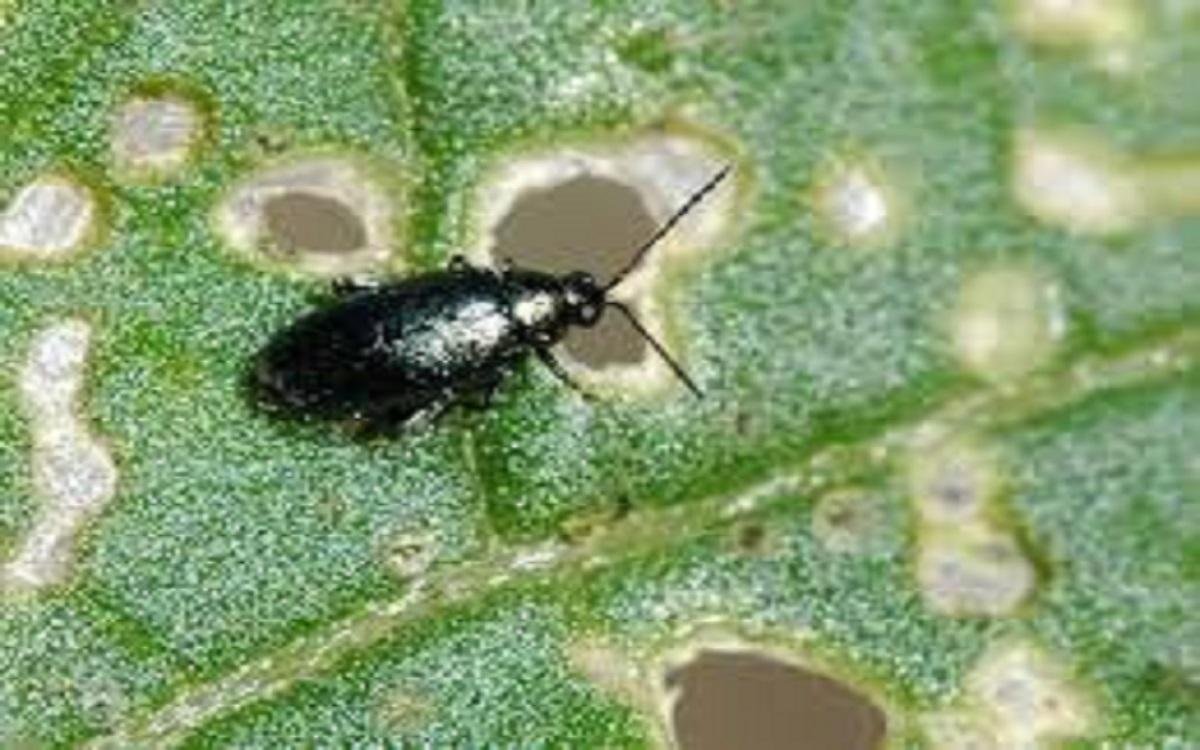 Бобовая тля, свекловичная листовая тля.