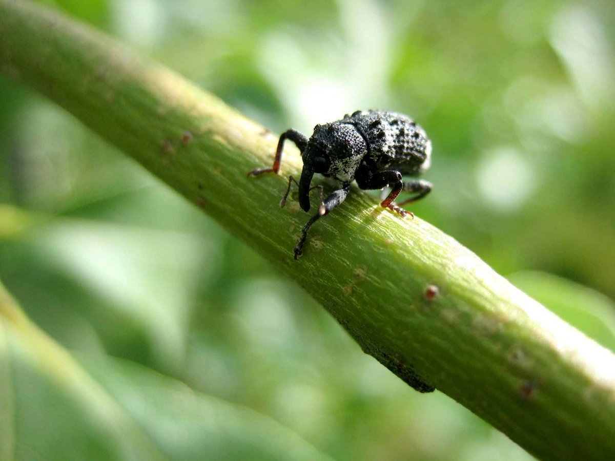 Виноградная блошка Жук Листоед