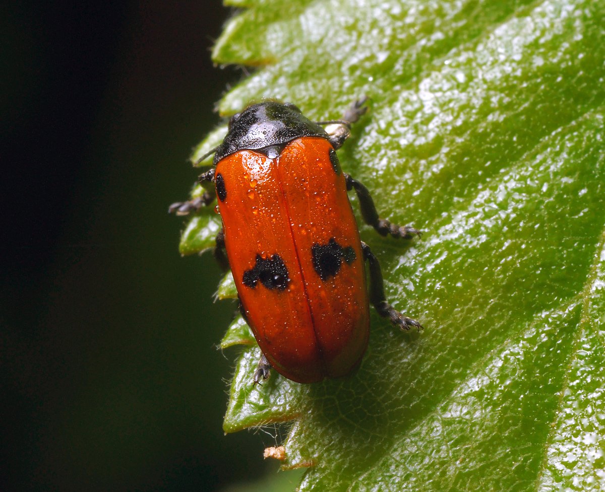 Долгоносик ест клубнику