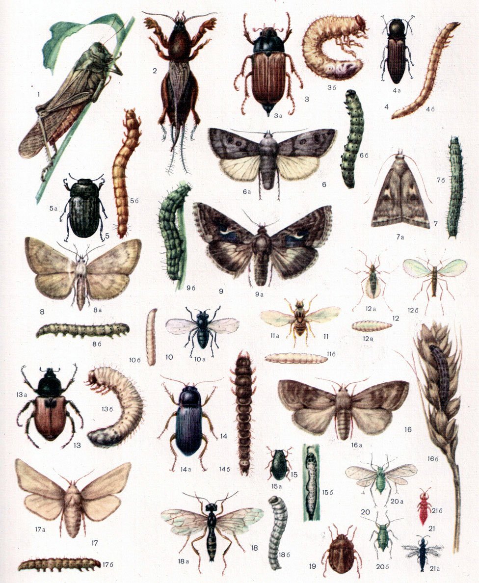 Личинка жука листоеда