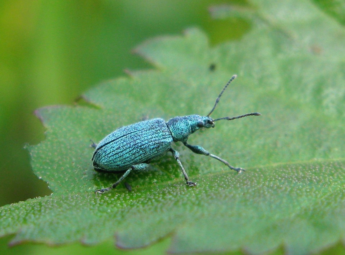 Жук скрытнохоботник