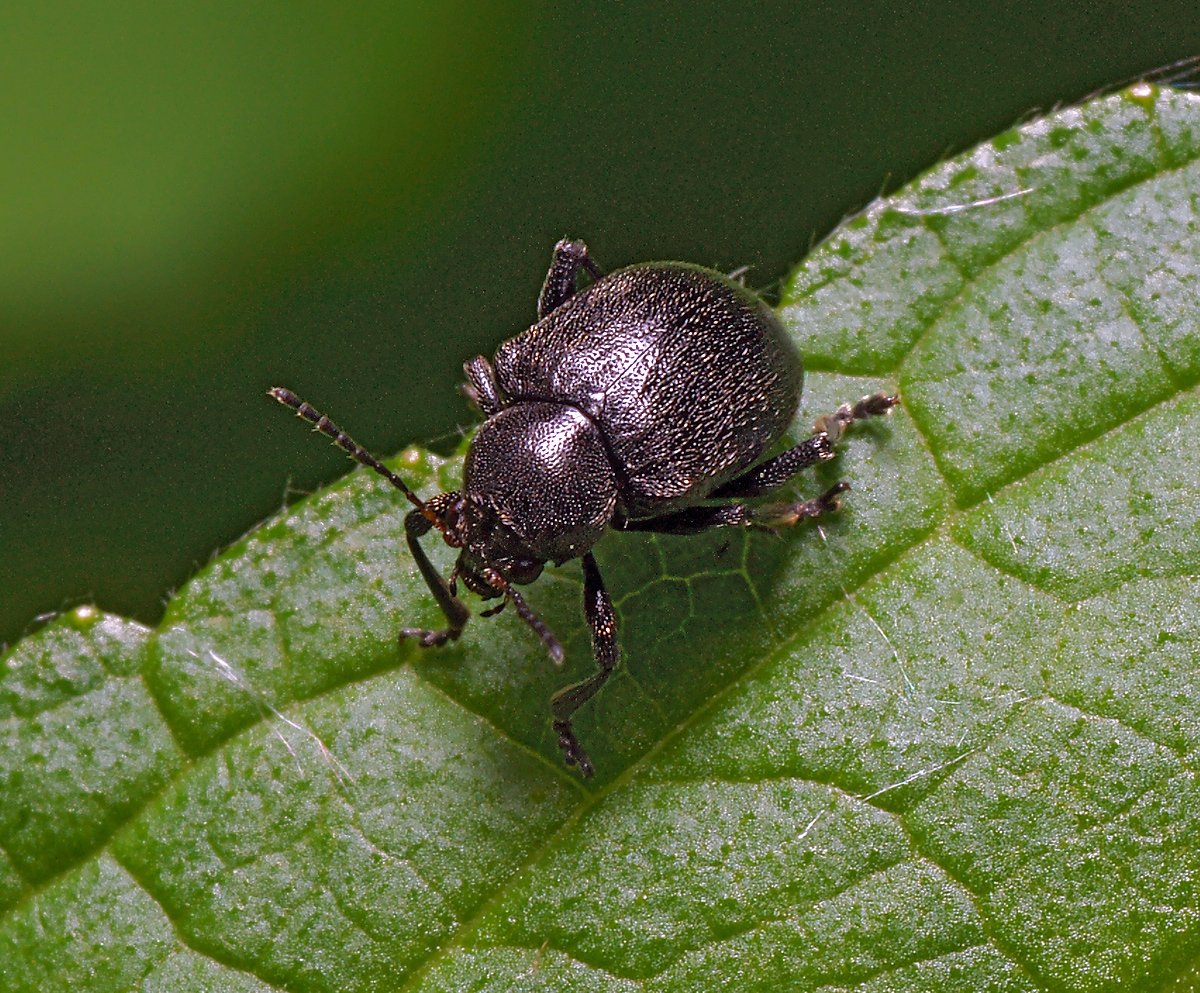 Земляничный Листоед