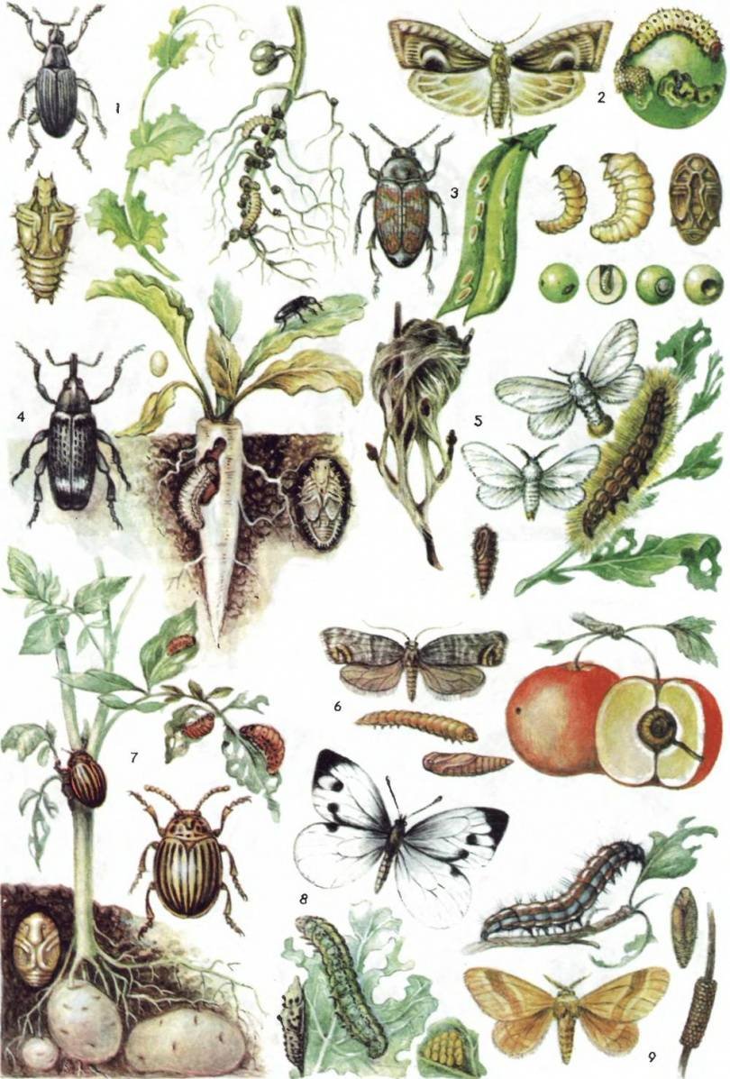 Мелкие зеленые гусеницы