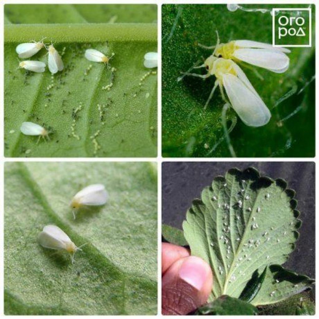 Личинки майского жука едят корни