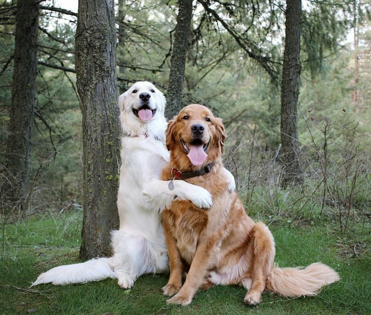 Собаки любовь. 2 Золотистых ретривера. Watson Kiko. Две собаки. Влюбленные собаки.