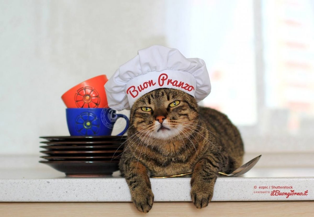 Кот в шапке повара