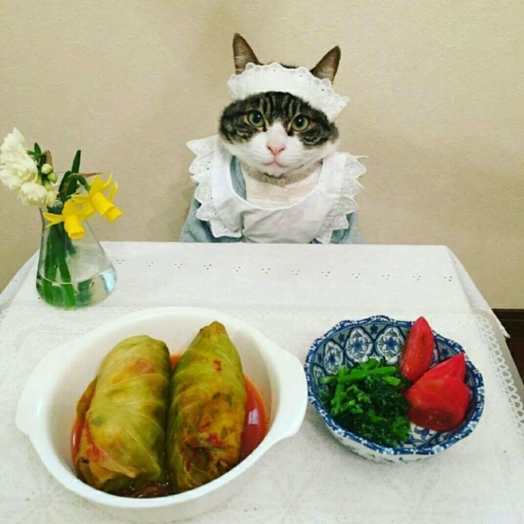 Кошачья еда