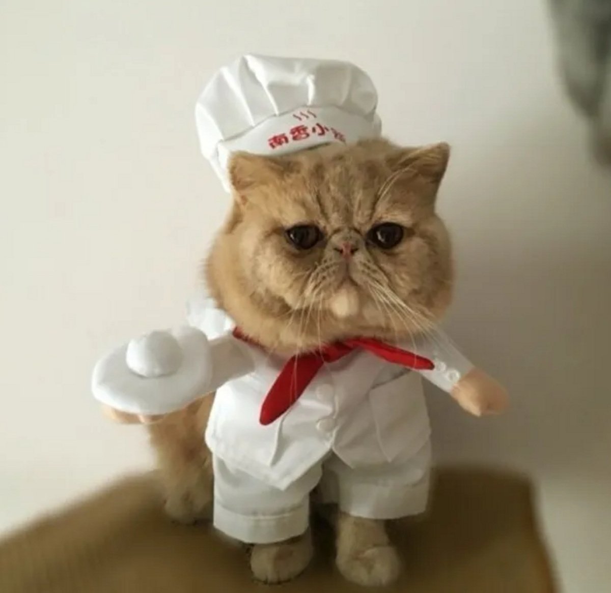 Кот с сушами