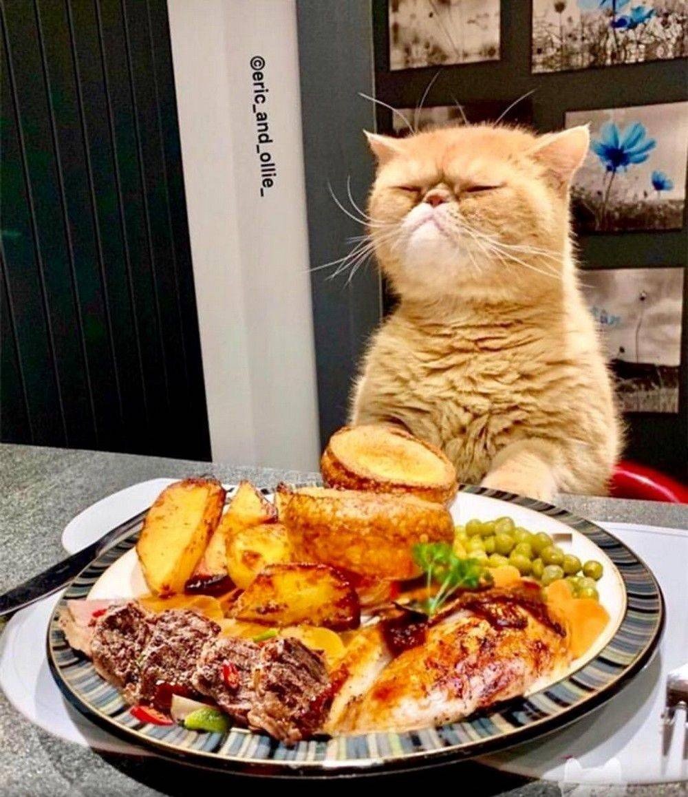 Кошка в поварском колпаке