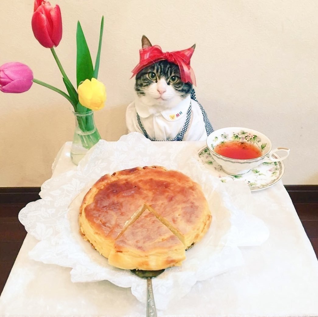 Кот готовит