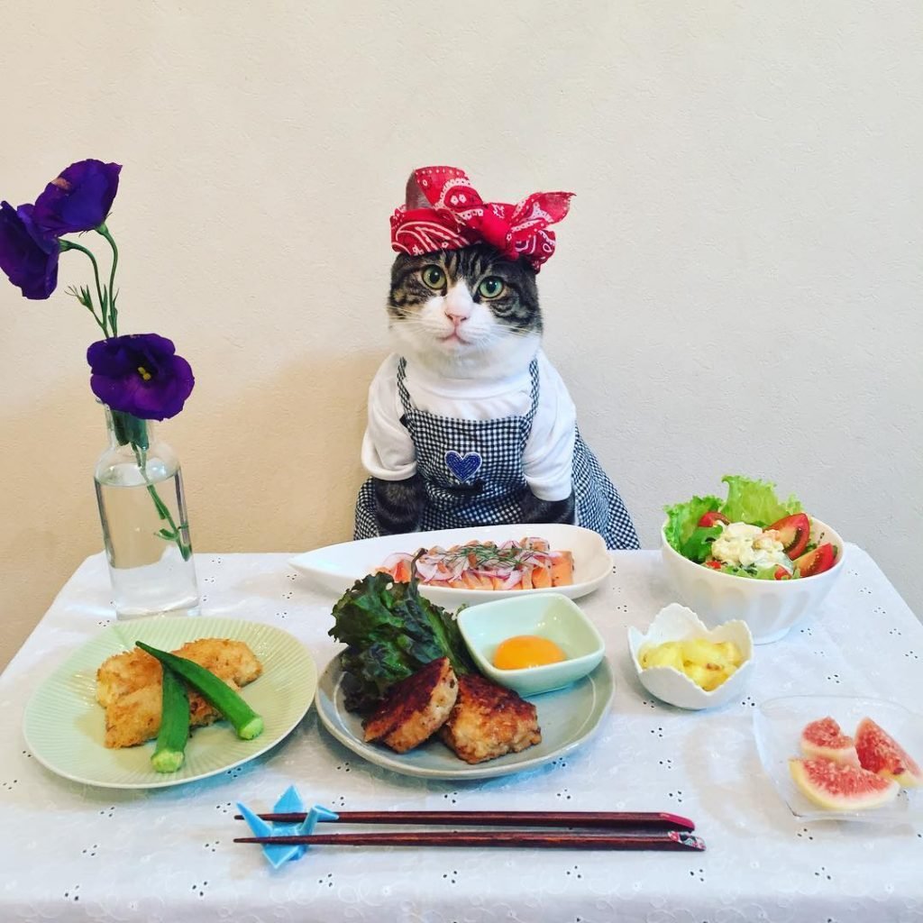 Кот шеф повар