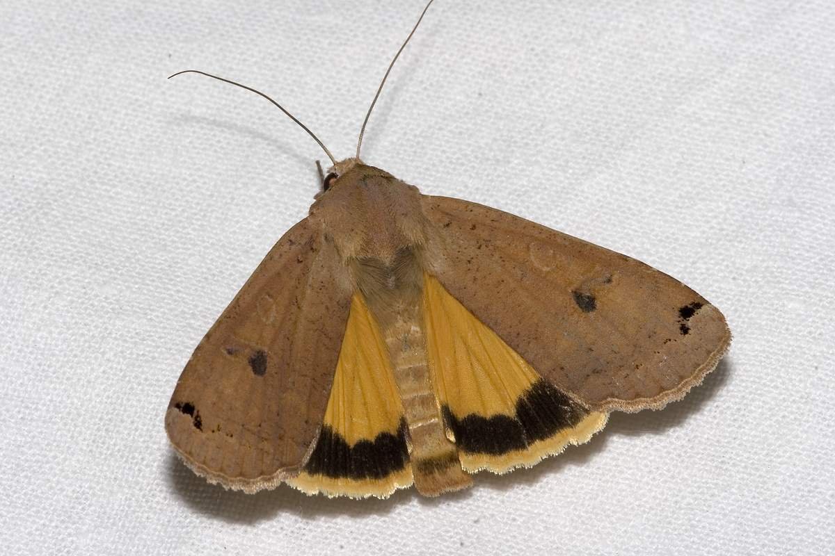 Бабочка Geometrid Moth