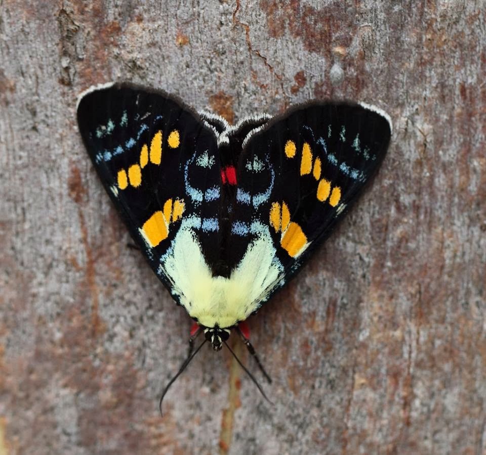 Совка Огородная бабочка