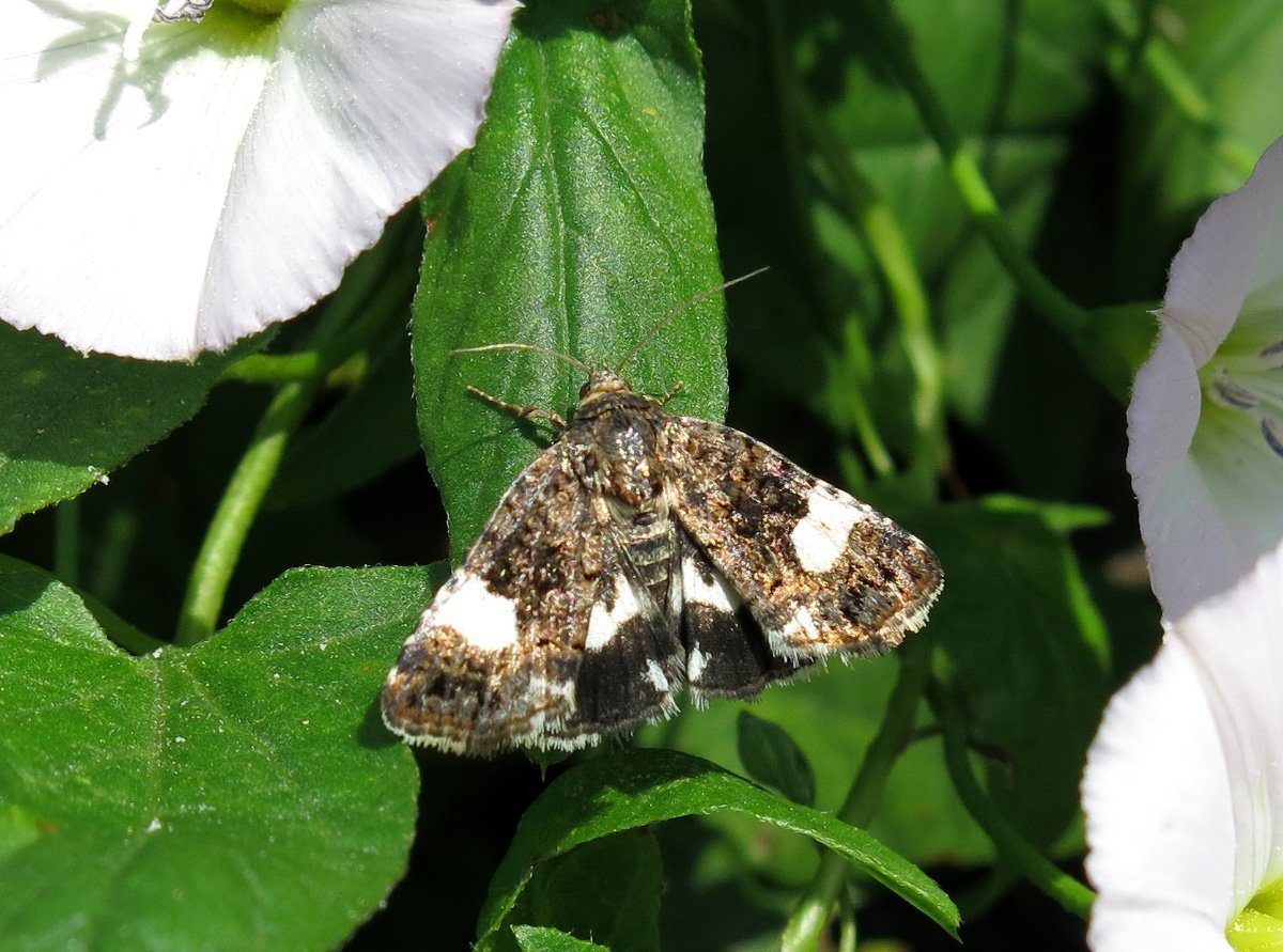 Озимая совка Agrotis segetum den. Et Schiff.