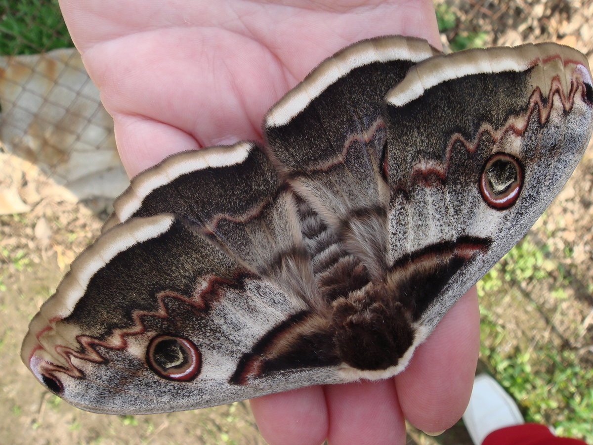 Бабочка совка Apamea ophiogramma
