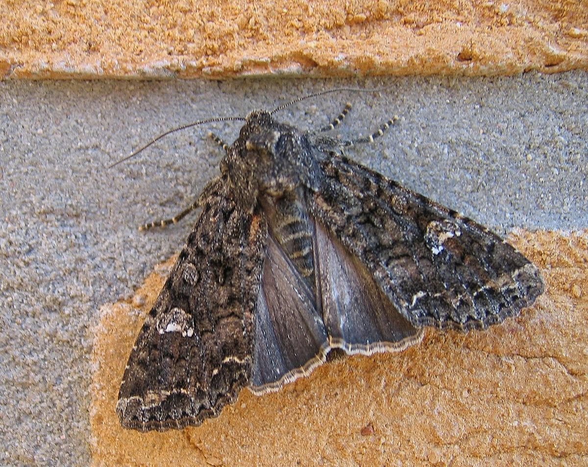 Тизания Агриппина