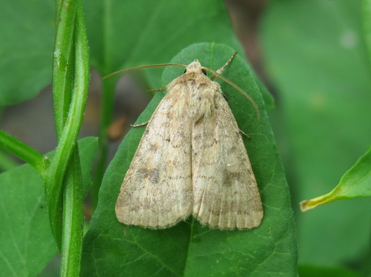 Серая моль Бражник бабочка