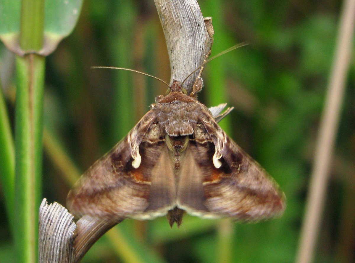 Бабочка совка Lacanobia w-Latinum