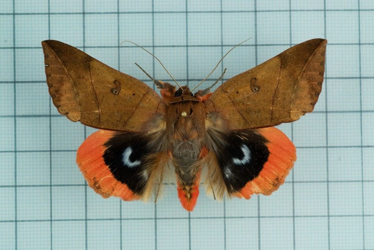 Мотылёк Sosxetra grata.