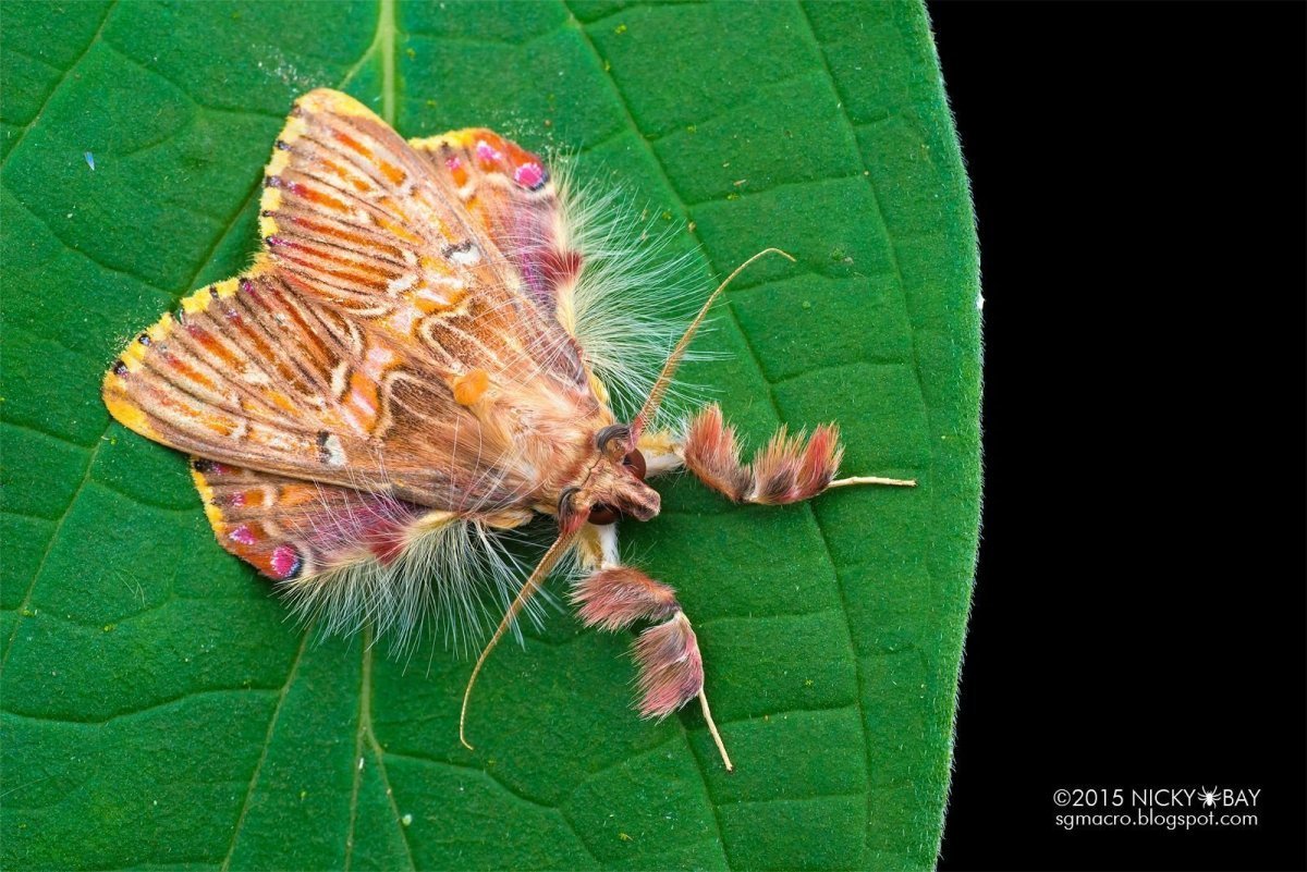 Пяденица Вязовая гусеница