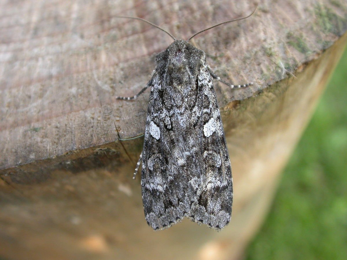 Необычные бабочки фото