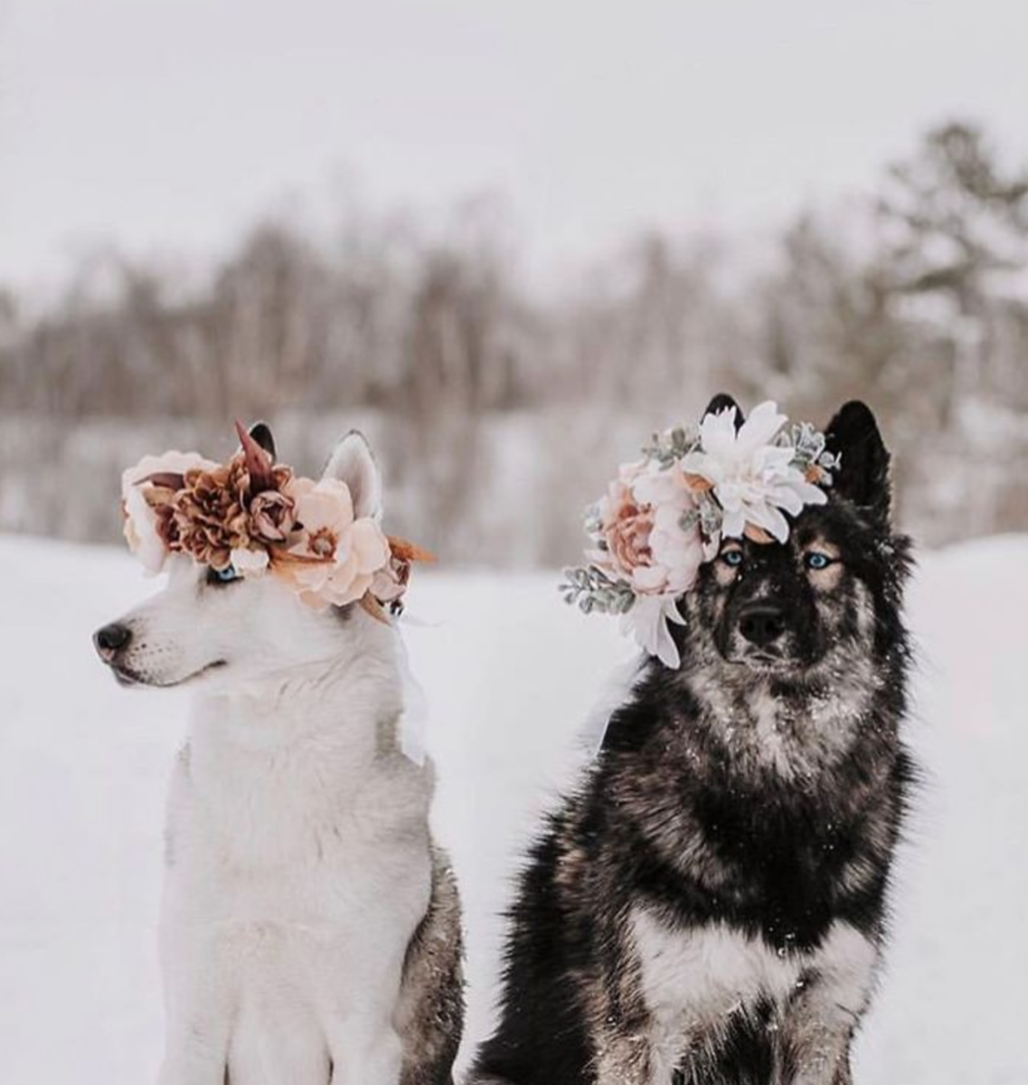 Две милые собачки