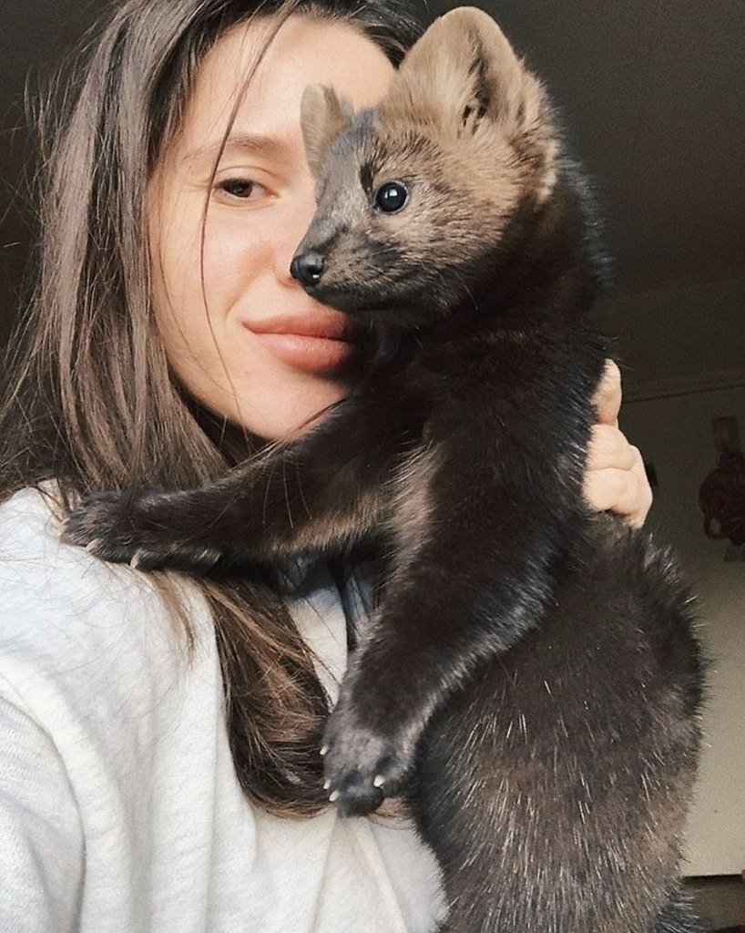 Соболь домашний