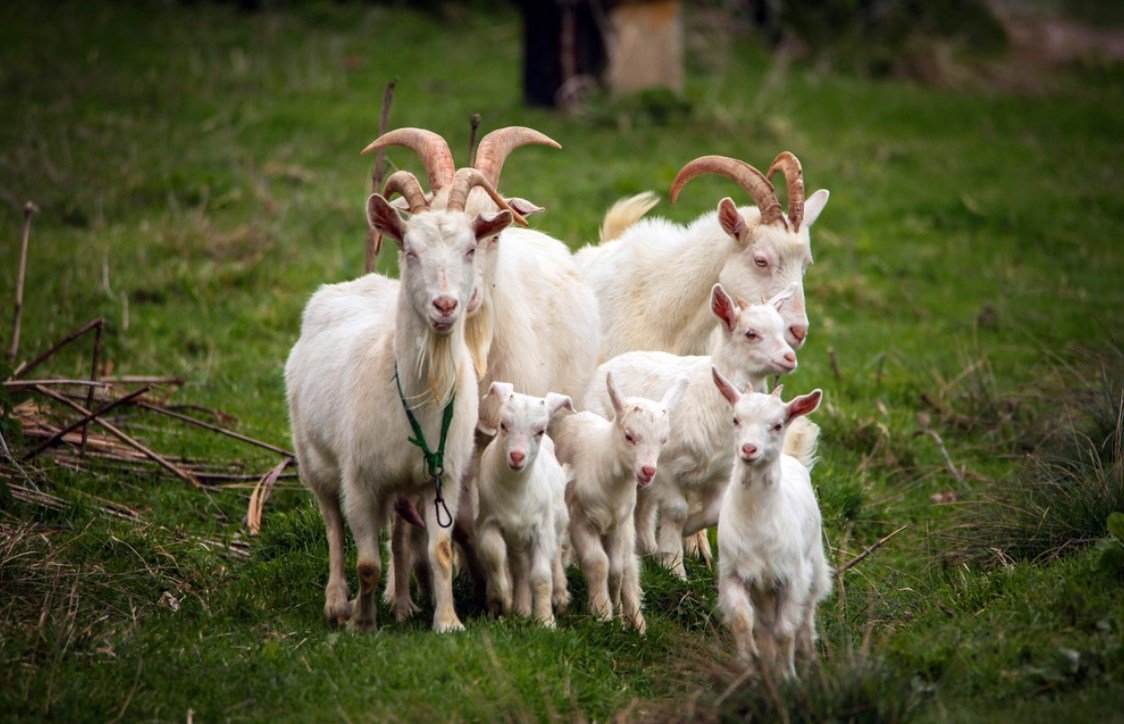 Рыжий козел