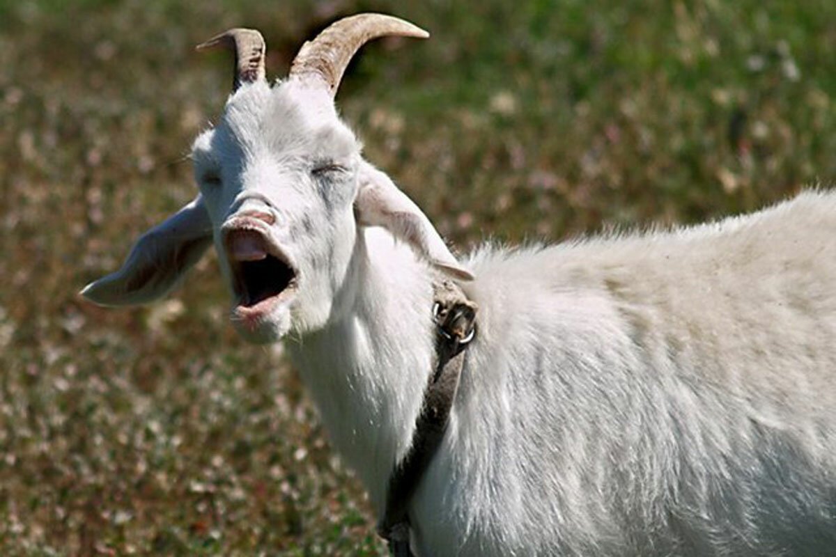 Черно рыжие козлики