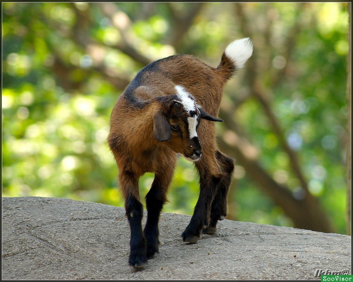 Сидрая коза