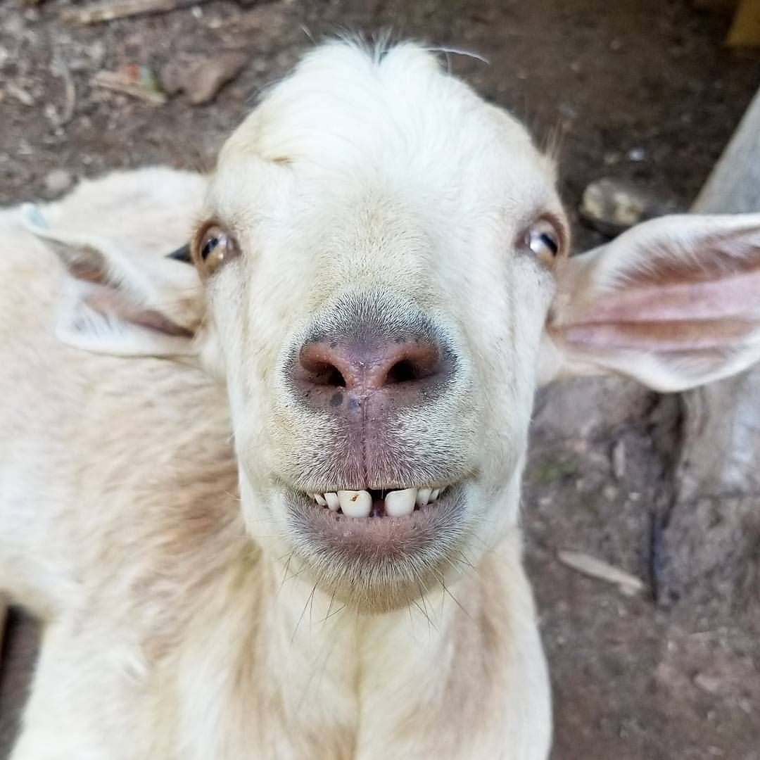 Мегрельская коза фото