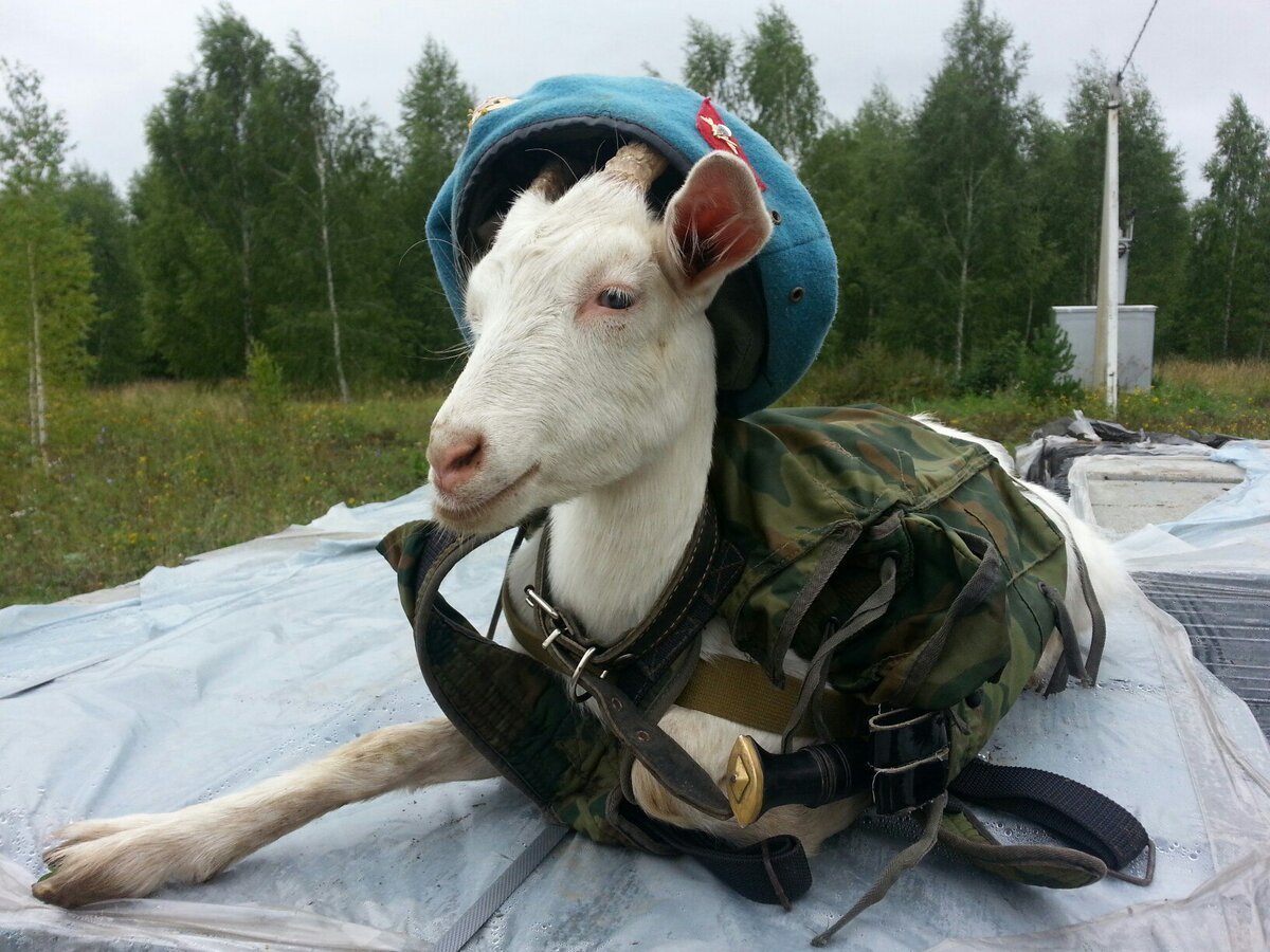 Красивая коза