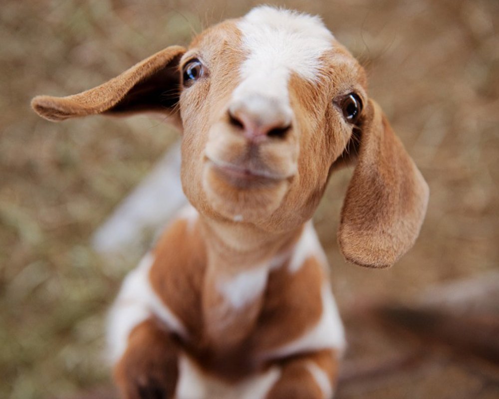 Коза животное