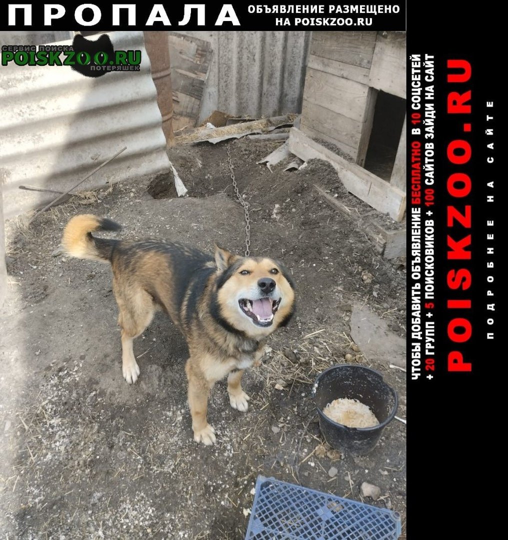 Собака с щечками