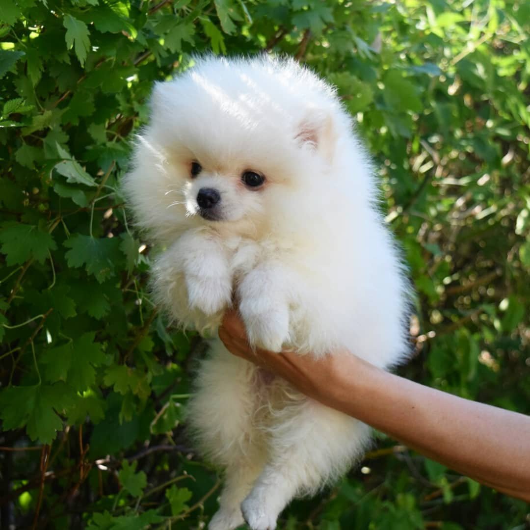 Породы собак коллаж