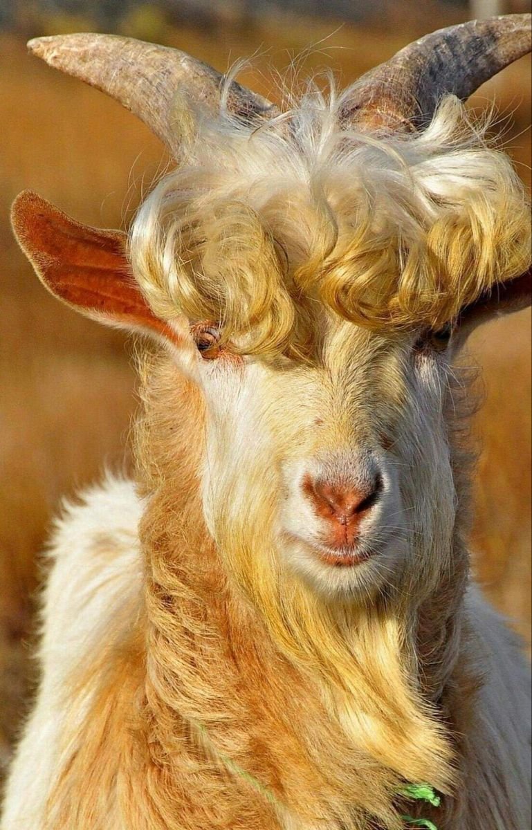 Козлиная борода у козы