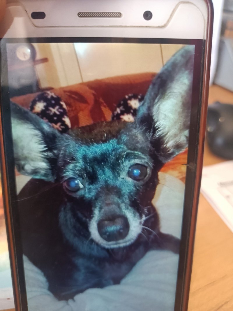 Животные Эстетика