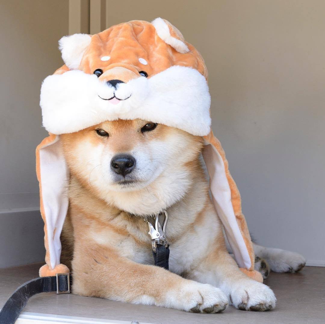 Вельш корги пемброк зима