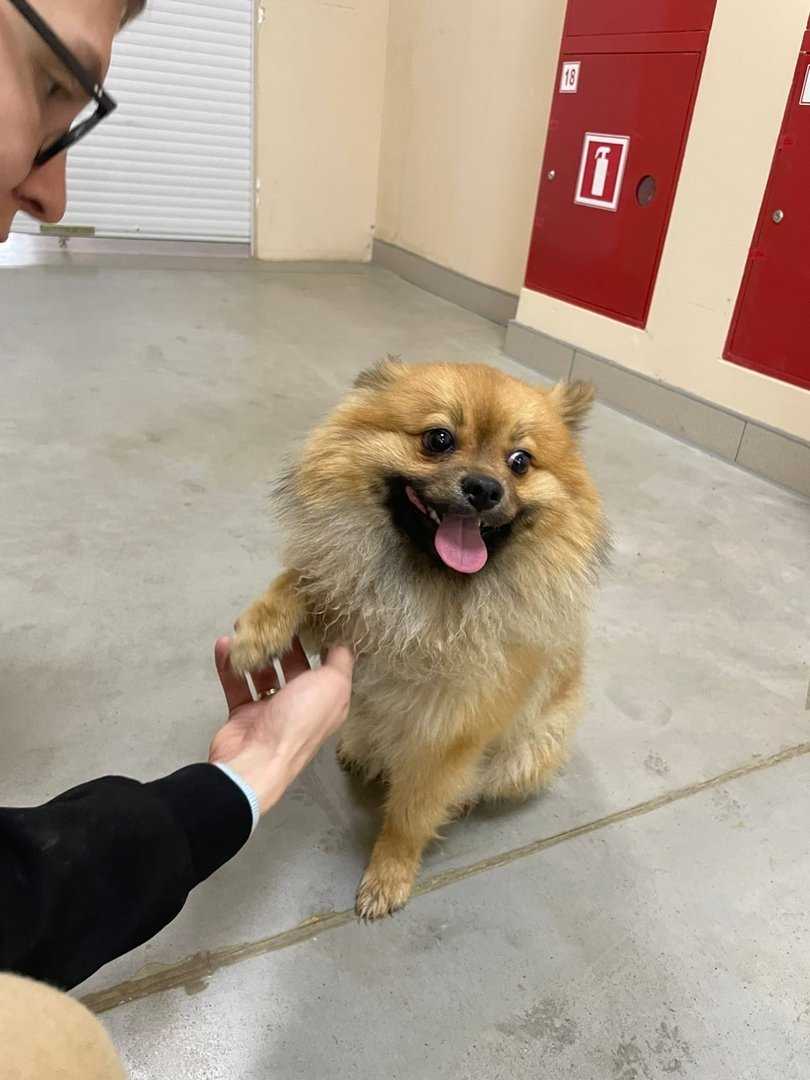 Милые большие собаки