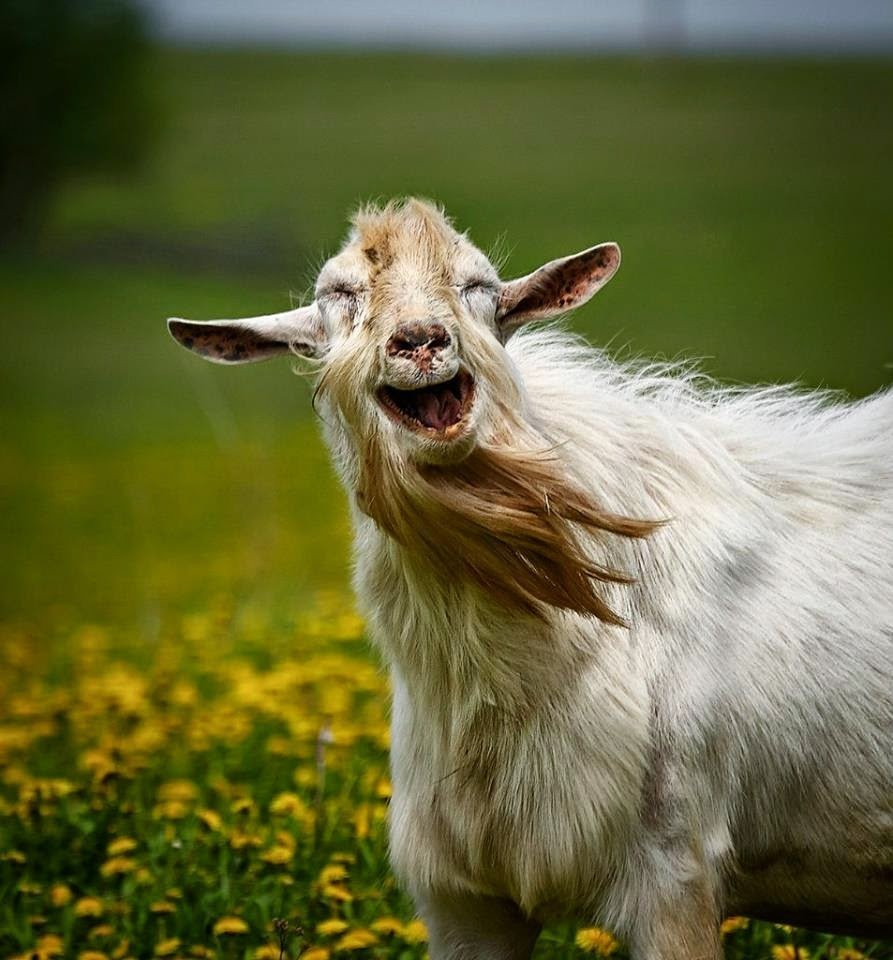 Козья морда